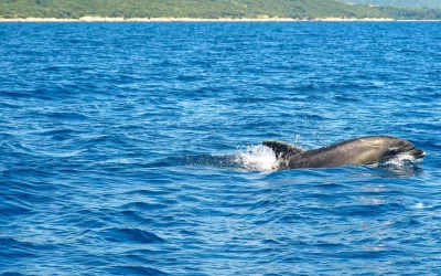 Delfine vor der Passage von Kovačine