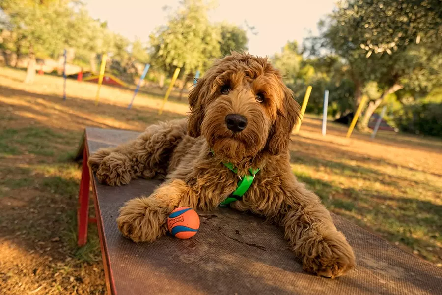 Hunde sind auf der Campinganlage Kovačine, Cres, willkommen