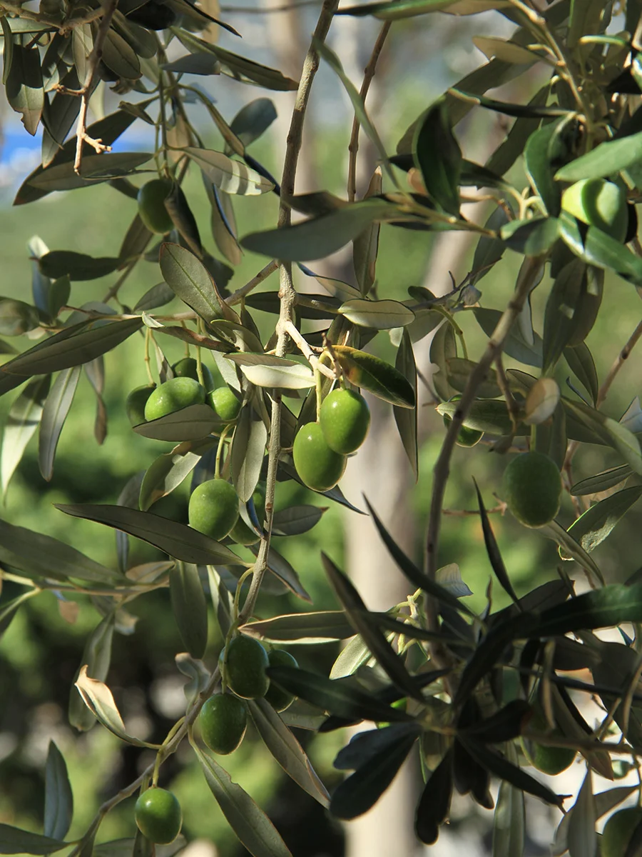 Olive tree at the Kovačine Camp on Cres