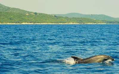Top 5 Trips from Kovačine Camp – Unfiltered Beauty