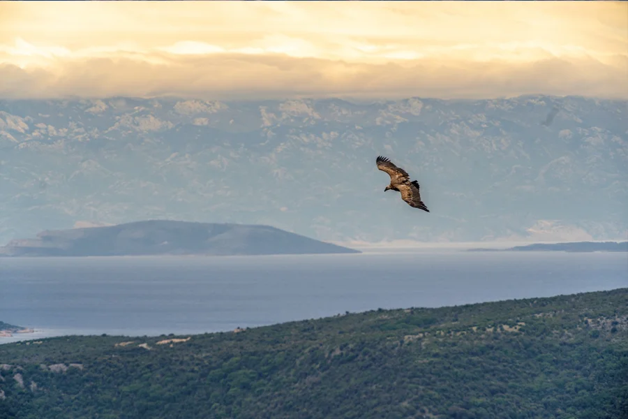 Griffon vulture flying over Cres Island