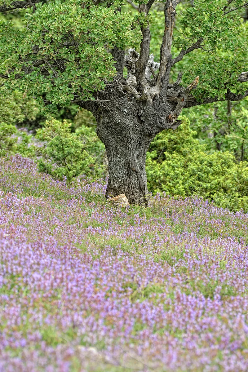 Kadulja  (Salvia officinalis), otok Cres