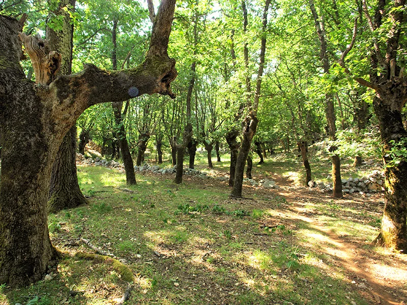 Šuma Tramuntana Cres stara stabla i šumska staza